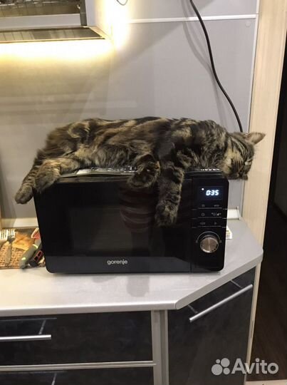 Котик ищет невесту