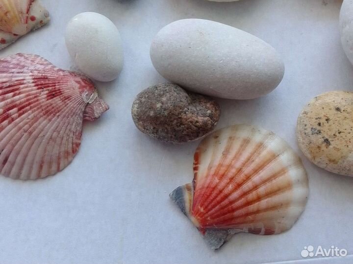 Ракушки и камни. Для декора. Собраны на пляже