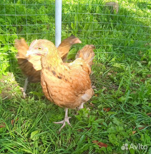 Петушки молодые 4 месяца