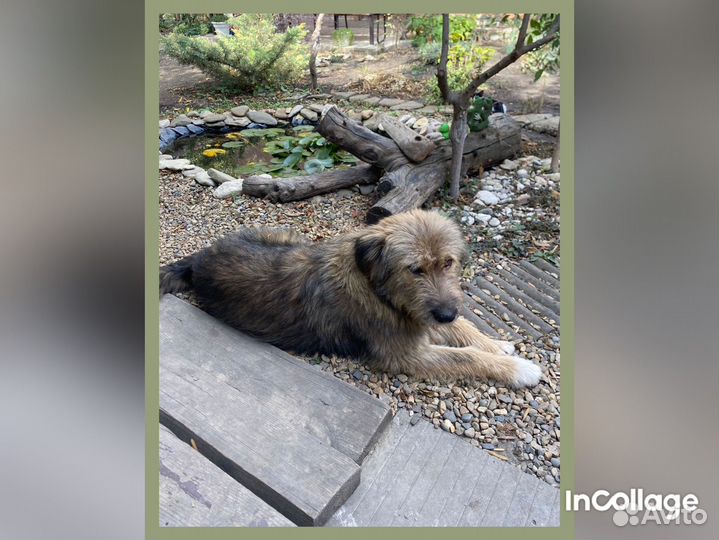 Мудрый мачо в добрые руки