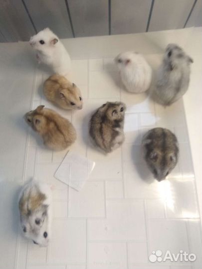 Джунгарский хомяк