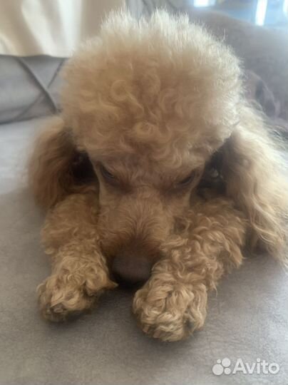 Миниатюрный пудель вязка