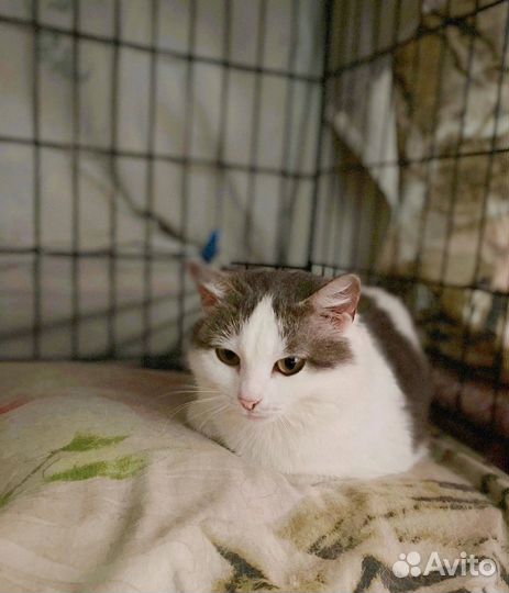 Кошки в добрые руки