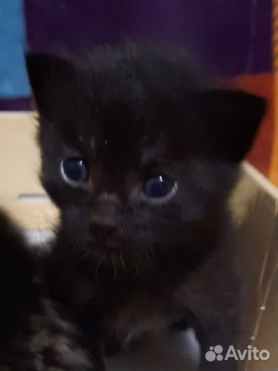 Девочка уголек в добрые руки