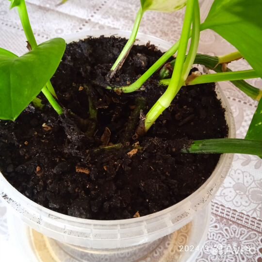 Лиана эпипремнум сциндапсус золотистый