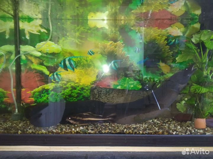 Аквариумные рыбы. Мастацембел, птеригоплихт