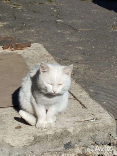 Белоснежный котик