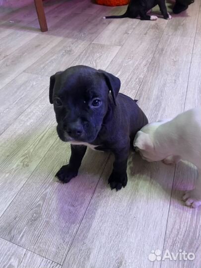 Щенки американского стаффордширского терьера