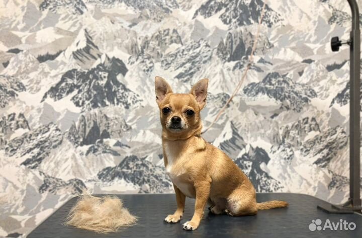 Груминг, стрижка собак и экспресс-линька кошек