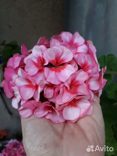 Герань пеларгония