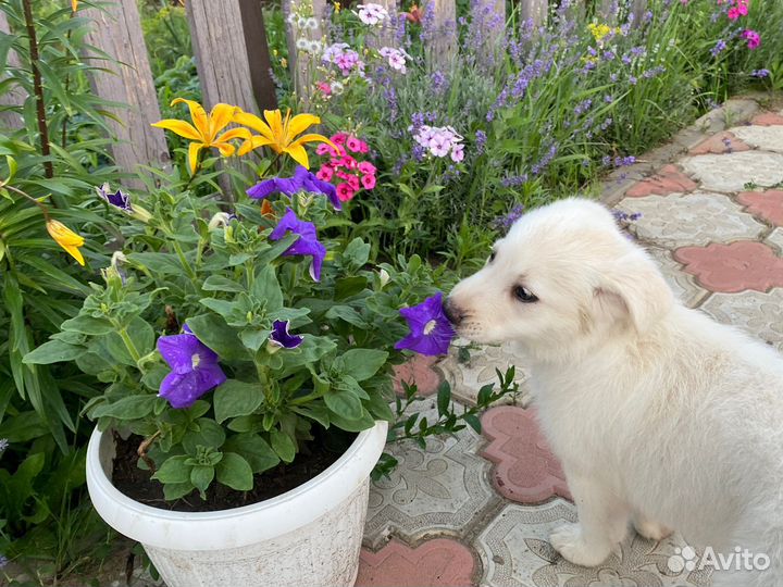 Собаки бесплатно в добрые руки