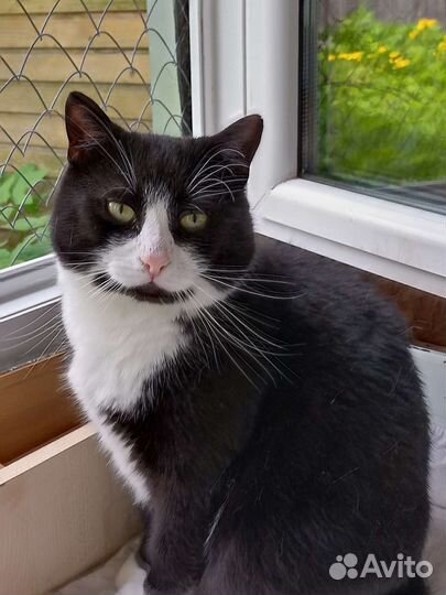 Котик Марсетти