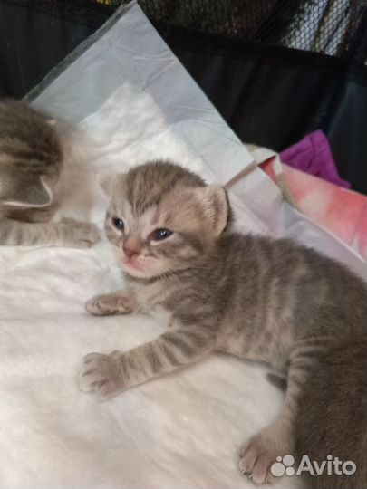 Котята