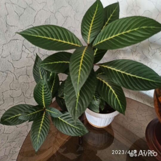 Декоративные комнатные растения