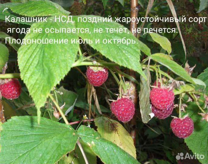 Малина разные сорта