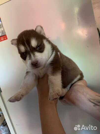 Продаю щенков хаски