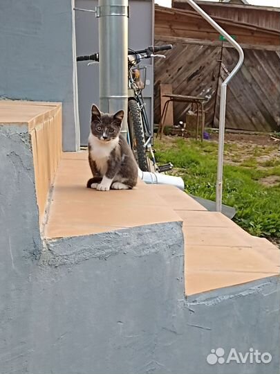 Котята, два мальчика, в добрые руки бесплатно