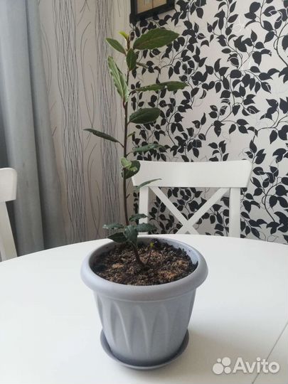 Лавровое дерево