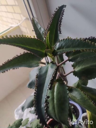 Каланхоэ лечебное