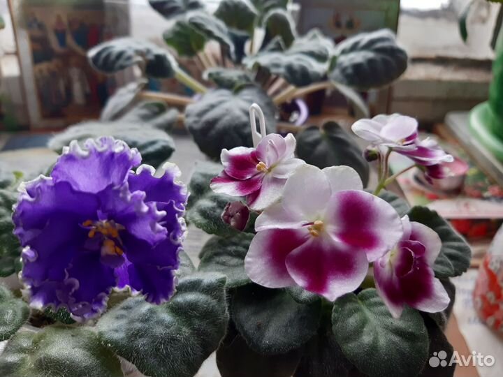 Комнатные растения