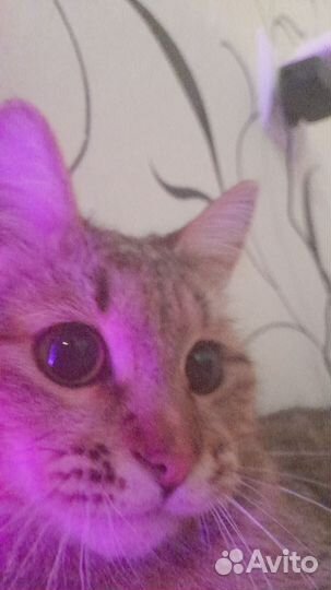 Отдам кота в добрые руки