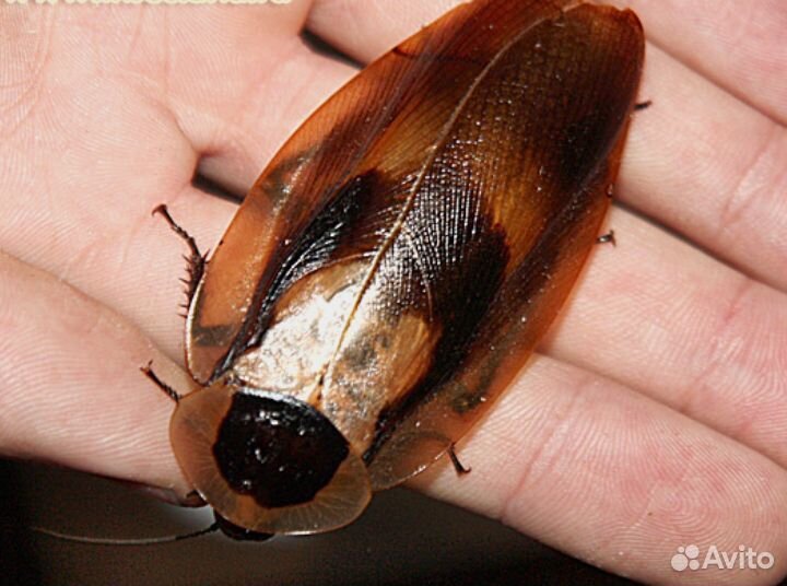 Тараканы экзотические