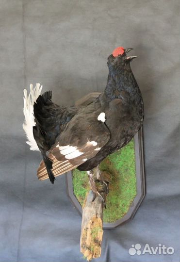 Тетерев птица таксидермия охота чучело