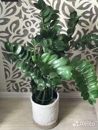 Замиокулькас