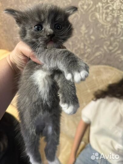 Кошка в дар