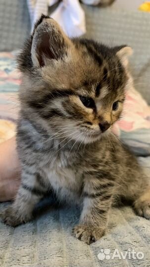 Котенок мальчик