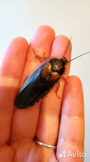 Аргентинский таракан.Blaptica Dubia