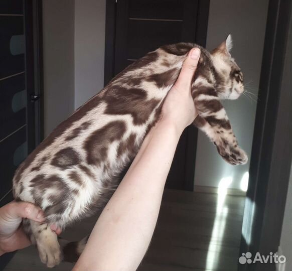 Бенгальская кошка