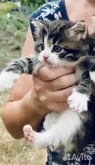 Пушистые котята