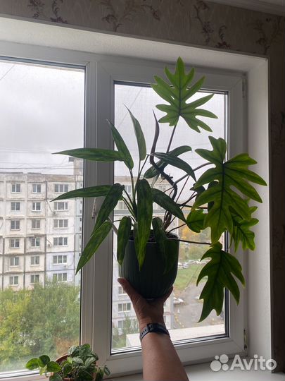 Филодендрон+Кротон