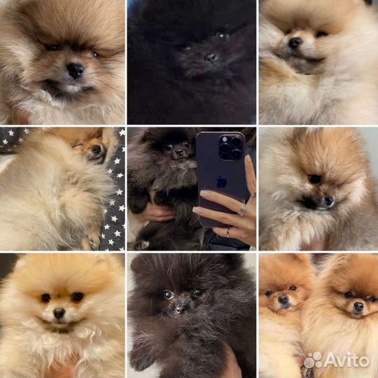 Померанский шпиц