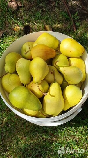 Груша Талгарка