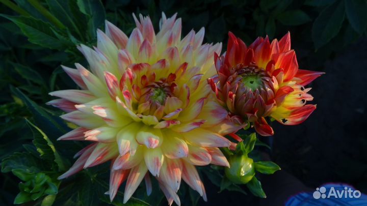 Клубни георгин