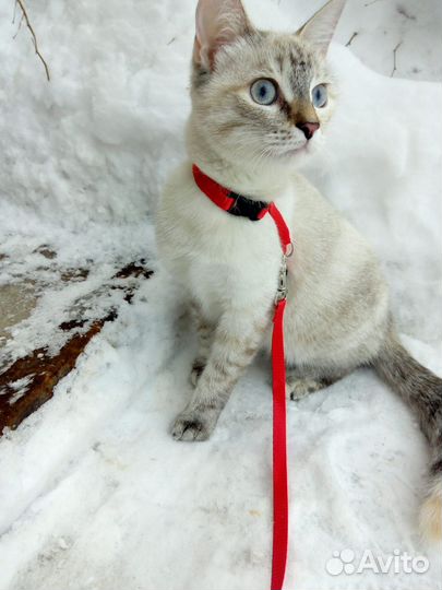 Кошка для вязки