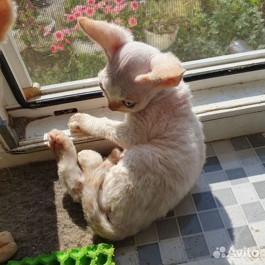 Котята девон-рекс