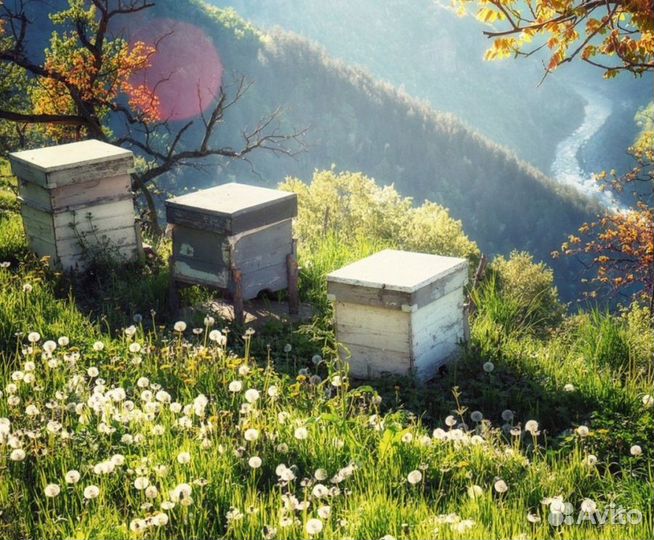 2024 Мед натуральный алтайский опт