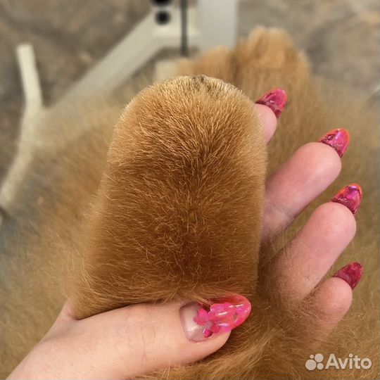 Породный груминг шпица, стрижка