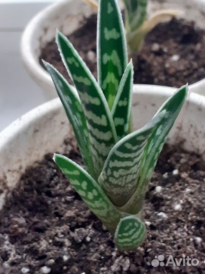 Декоративные пестролистные алои