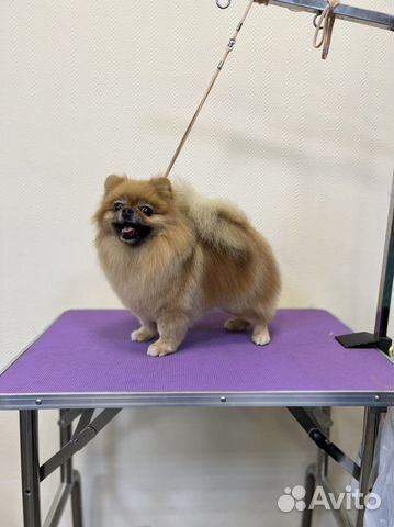 Груминг, Стрижка собак, Тримминг