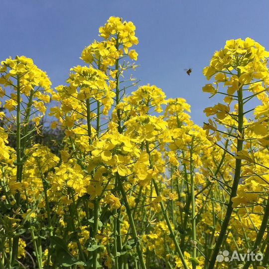 25 кг. Горчица белая - семена (лат. Sinpis lba)