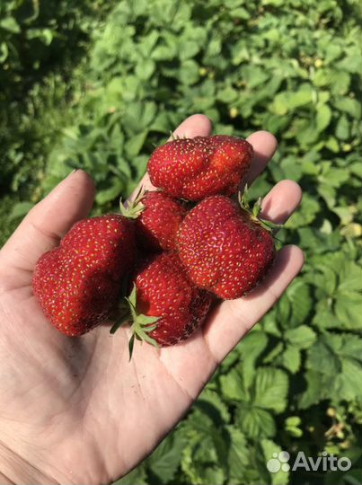 Усы клубники