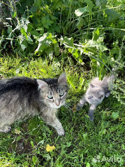 Отдам бесплатно котенка, девочка 2 месяца