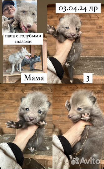 Домашняя лиса щенки