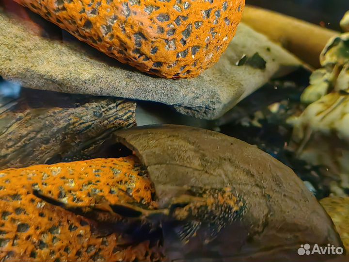 Тигровый анциструс