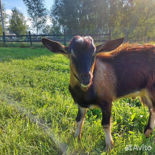 Козел породистый на племя