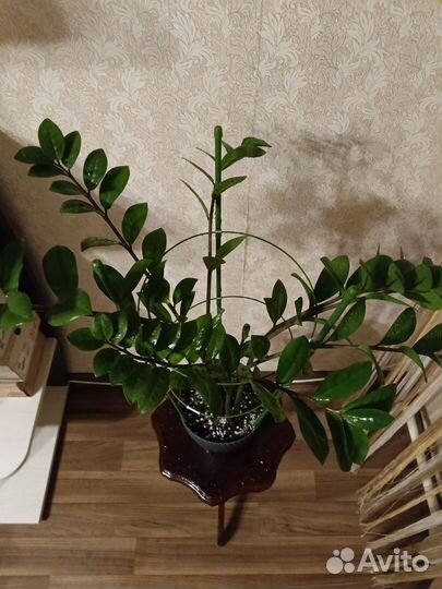 Замиокулькас